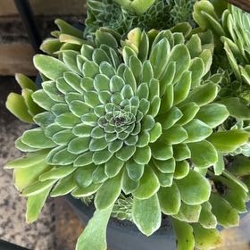 Photo of the plant species Aeonium 'Emerald Ice' by @SmoothCatnip88 named Wall-E on Greg, the plant care app