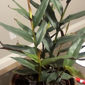 Photo of the plant species Alpinia by @FacileAnthurium named Sproutacus on Greg, the plant care app