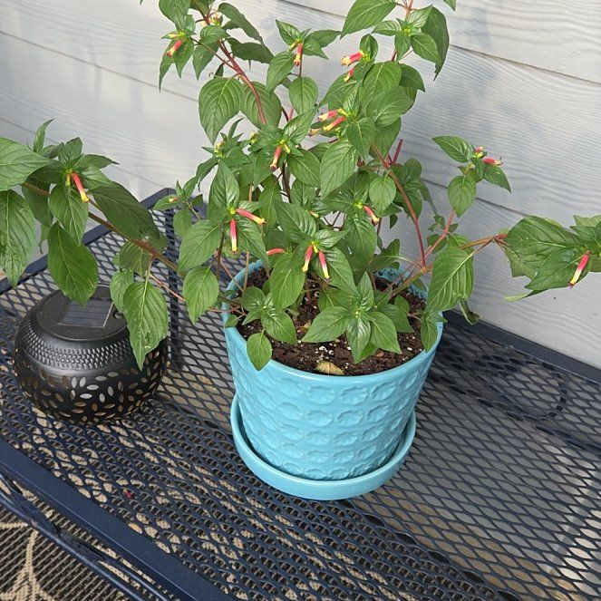 Photo of the plant species cigar plant by @ZestLychee52 named Orwell on Greg, the plant care app