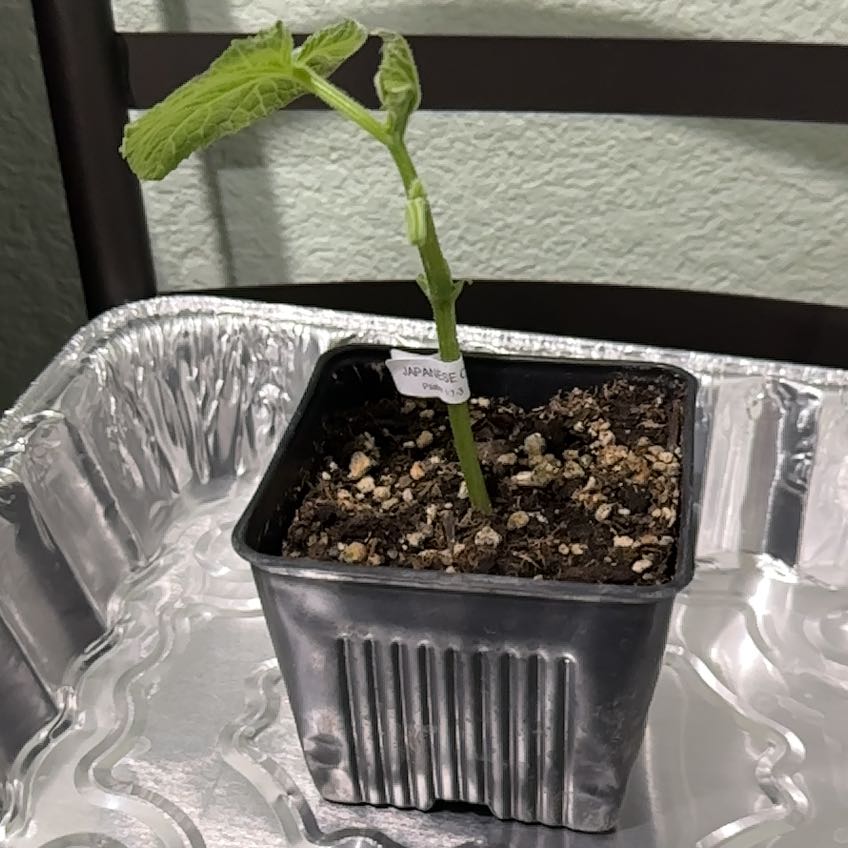 Photo of the plant species Japanese Cucumber by @Kaycorde named Sanders on Greg, the plant care app