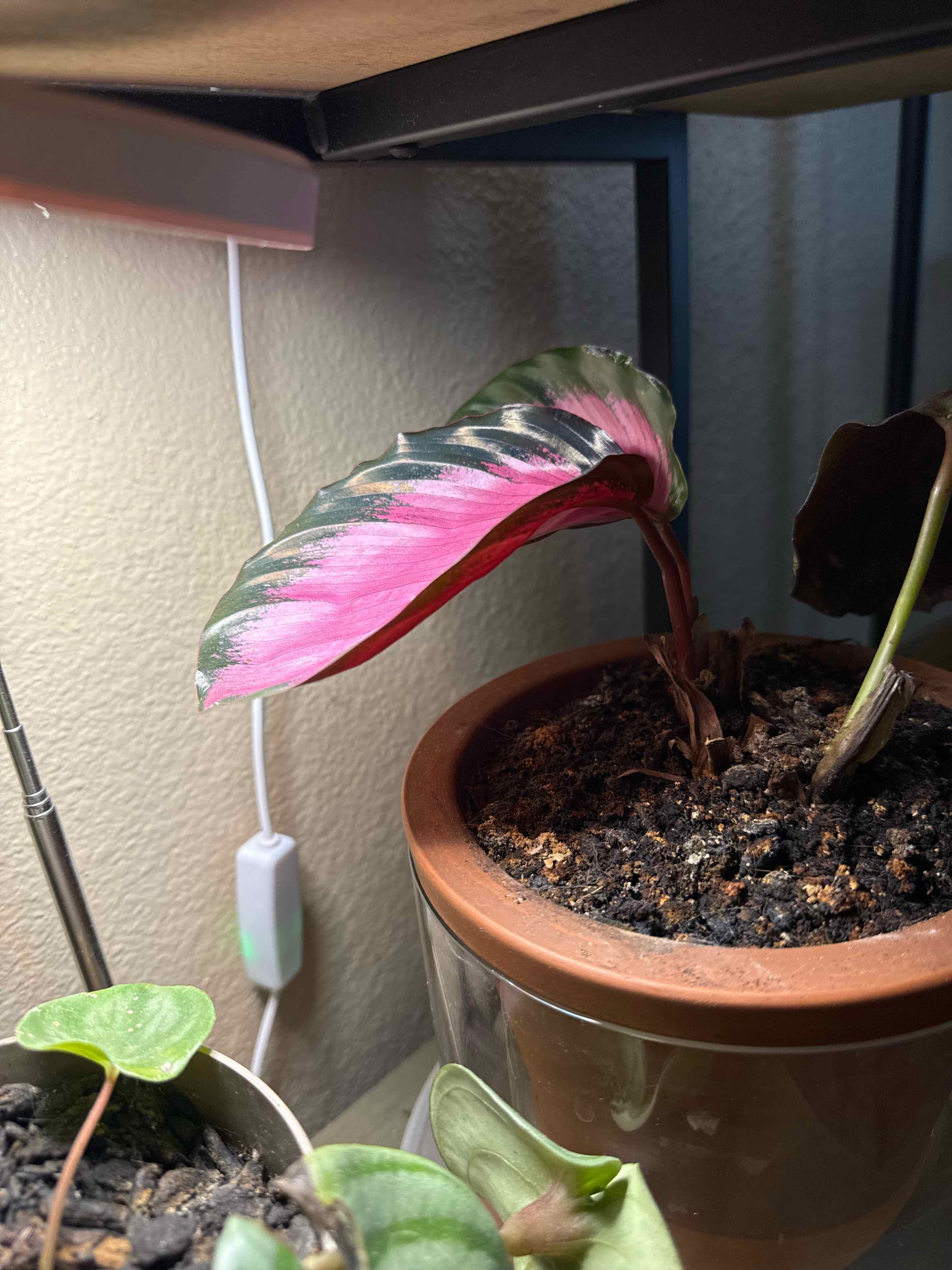 Photo of the plant species Calathea Rosy by @FlowerProwess named Pinkie on Greg, the plant care app