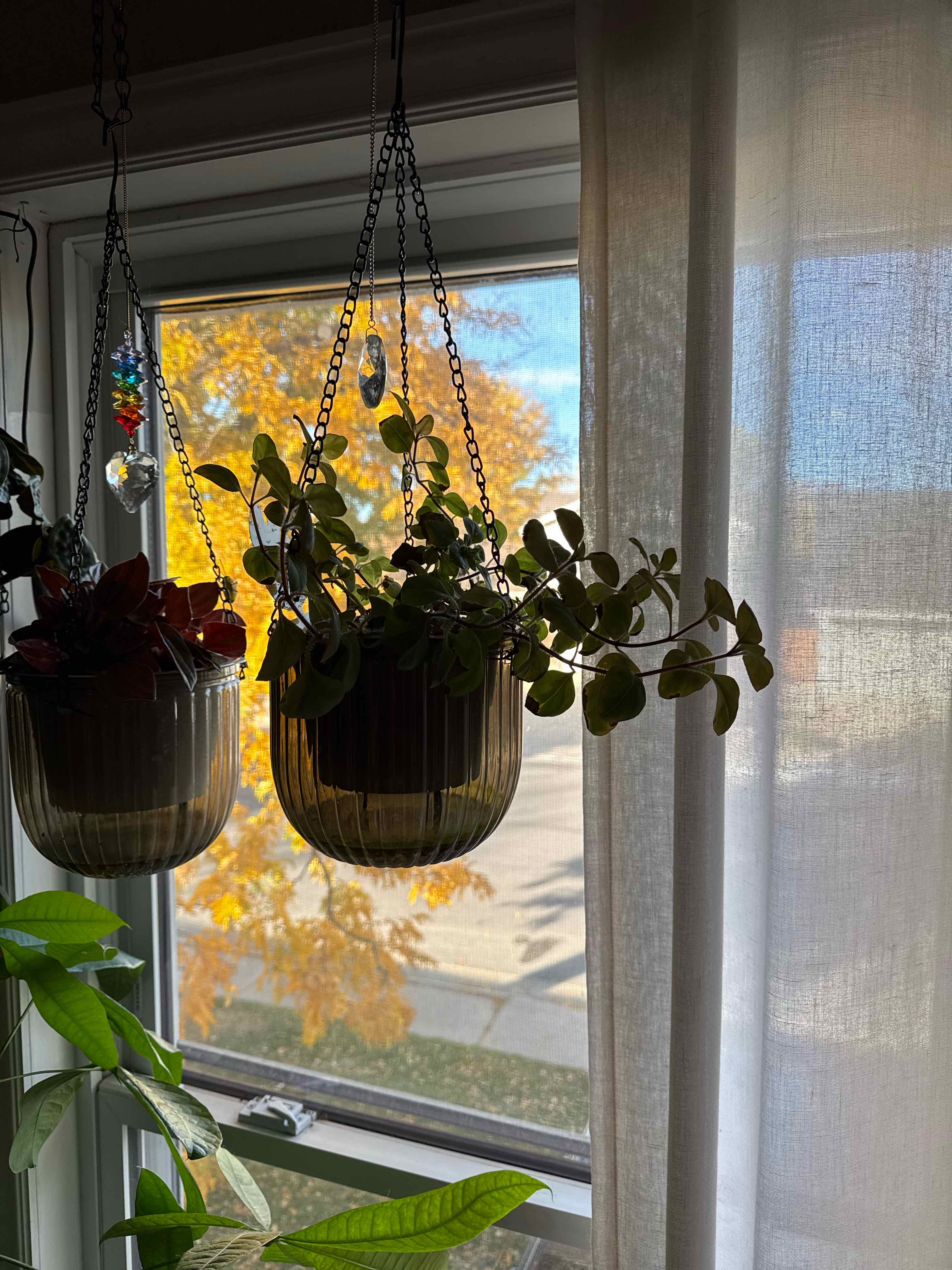 Photo of the plant species Creeping Jenny Midnight Sun by @FlowerProwess named Jenny on Greg, the plant care app