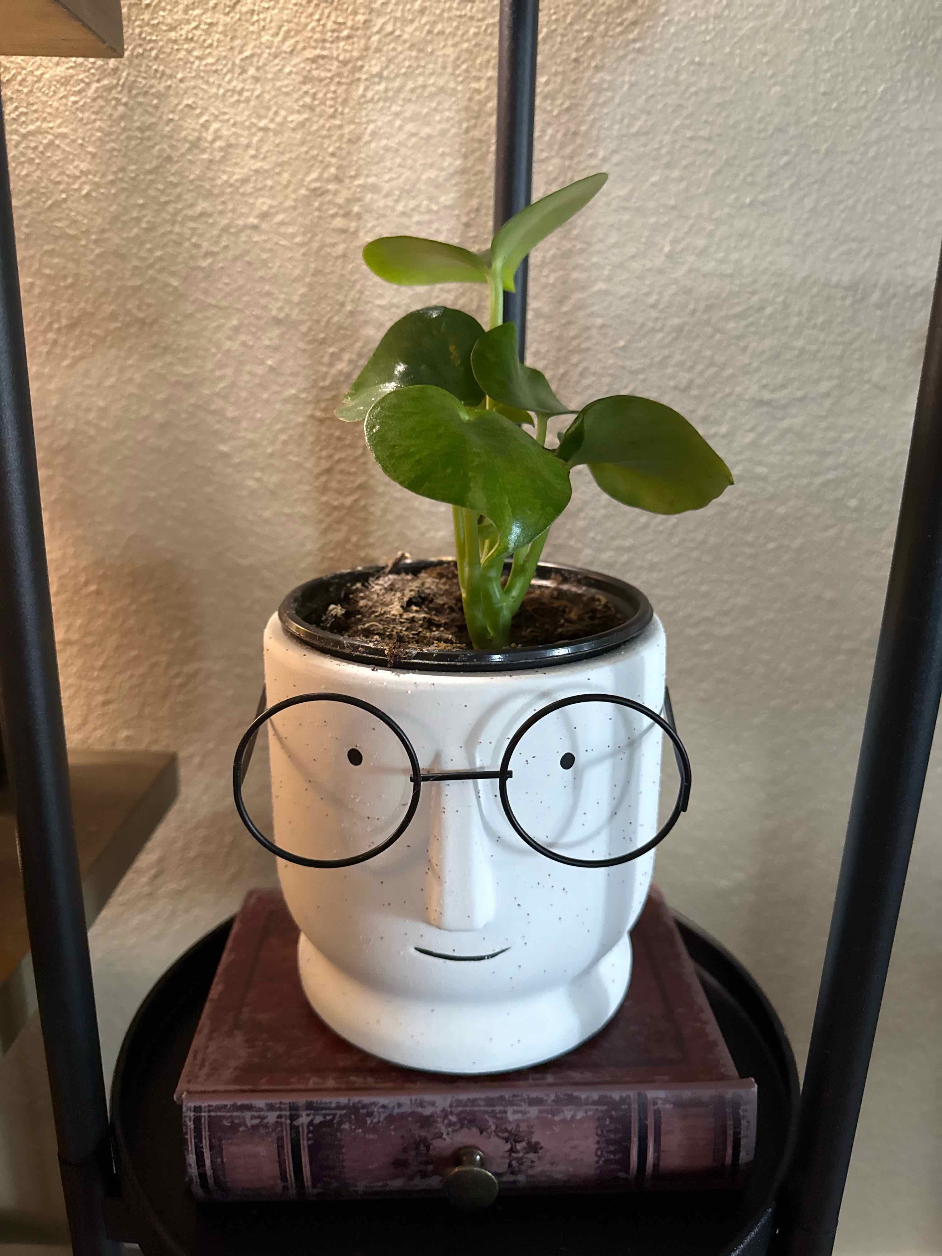 Photo of the plant species Peperomia Camouflage by @FlowerProwess named Poindexter on Greg, the plant care app