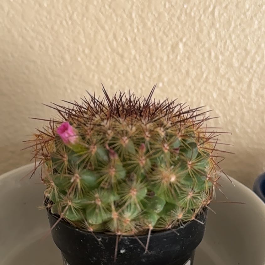 Photo of the plant species Mammillaria 'Ginsa Maru' by @FlowerProwess named Yurtle on Greg, the plant care app