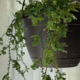 Photo of the plant species Rainbow moss, Peacock fern by @FlowerProwess named Fernie Sanders on Greg, the plant care app