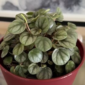 Photo of the plant species Peperomia Little Tuscany by @FlowerProwess named Little John on Greg, the plant care app