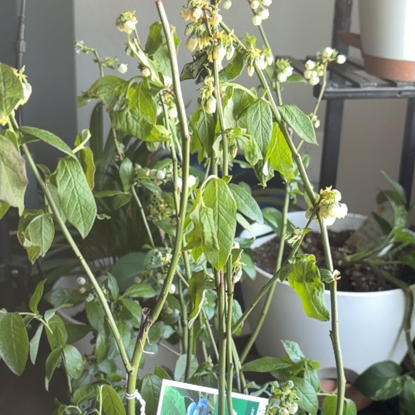 Photo of the plant species Patriot Blueberry by @PrincessApple88 named da Vinci on Greg, the plant care app