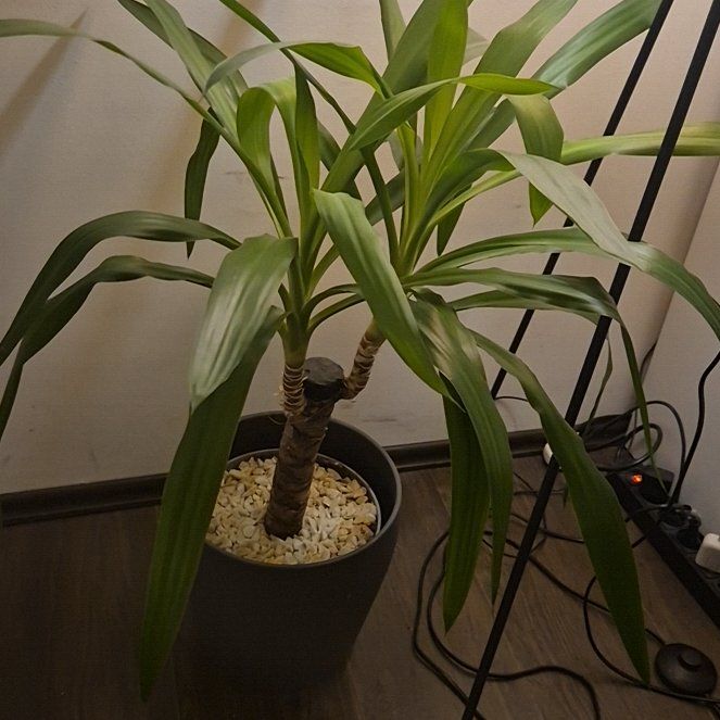 Photo of the plant species Yucca elephantipes 'Jewel' by @LovelyBalsamfir named Captain Plant-it on Greg, the plant care app