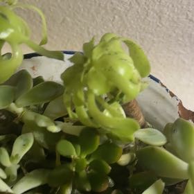 Photo of the plant species Pinguicula ehlersiae by @DarlingMoonglow named Aria on Greg, the plant care app