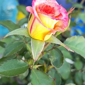 Photo of the plant species True Sincerity by @TopBucaneve83 named Rose on Greg, the plant care app
