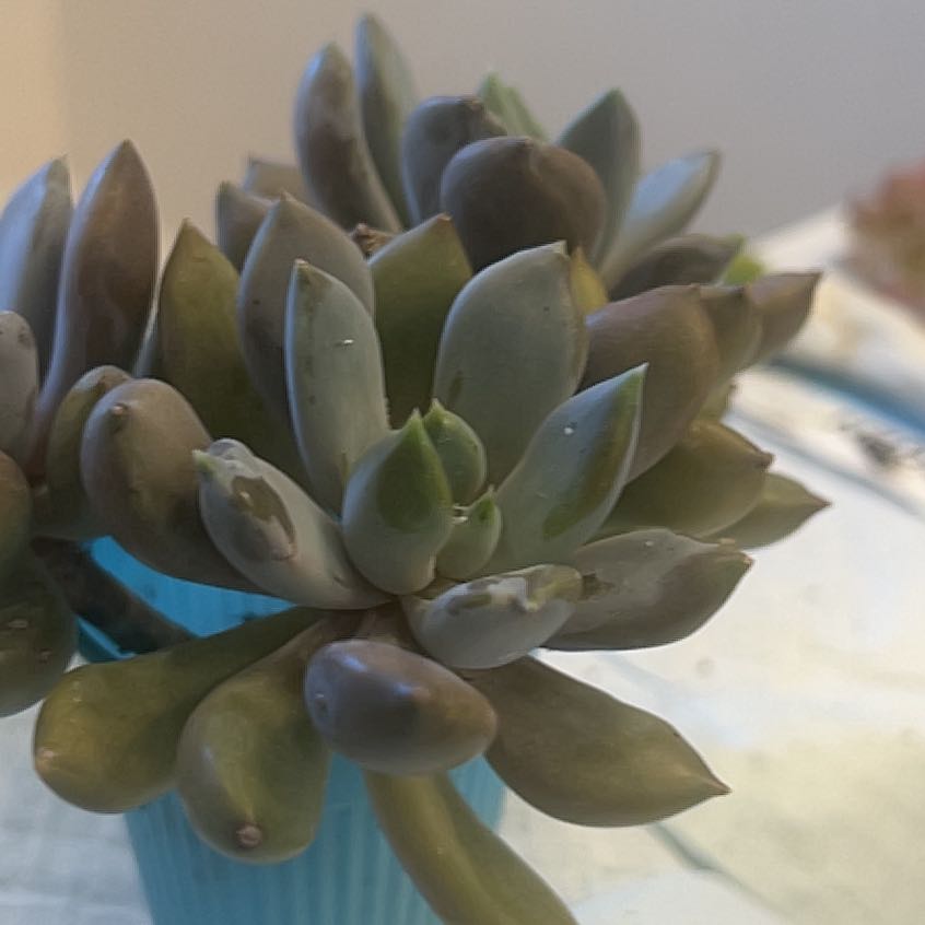 Photo of the plant species Pachyveria 'blue quartz' by @PoetTaro92 named Shakira on Greg, the plant care app