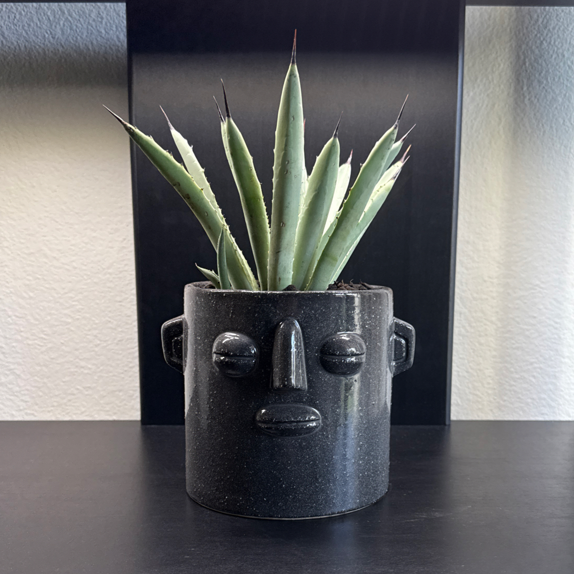 Photo of the plant species Black-Spined Agave by @WholeRosilla33 named Sahara on Greg, the plant care app