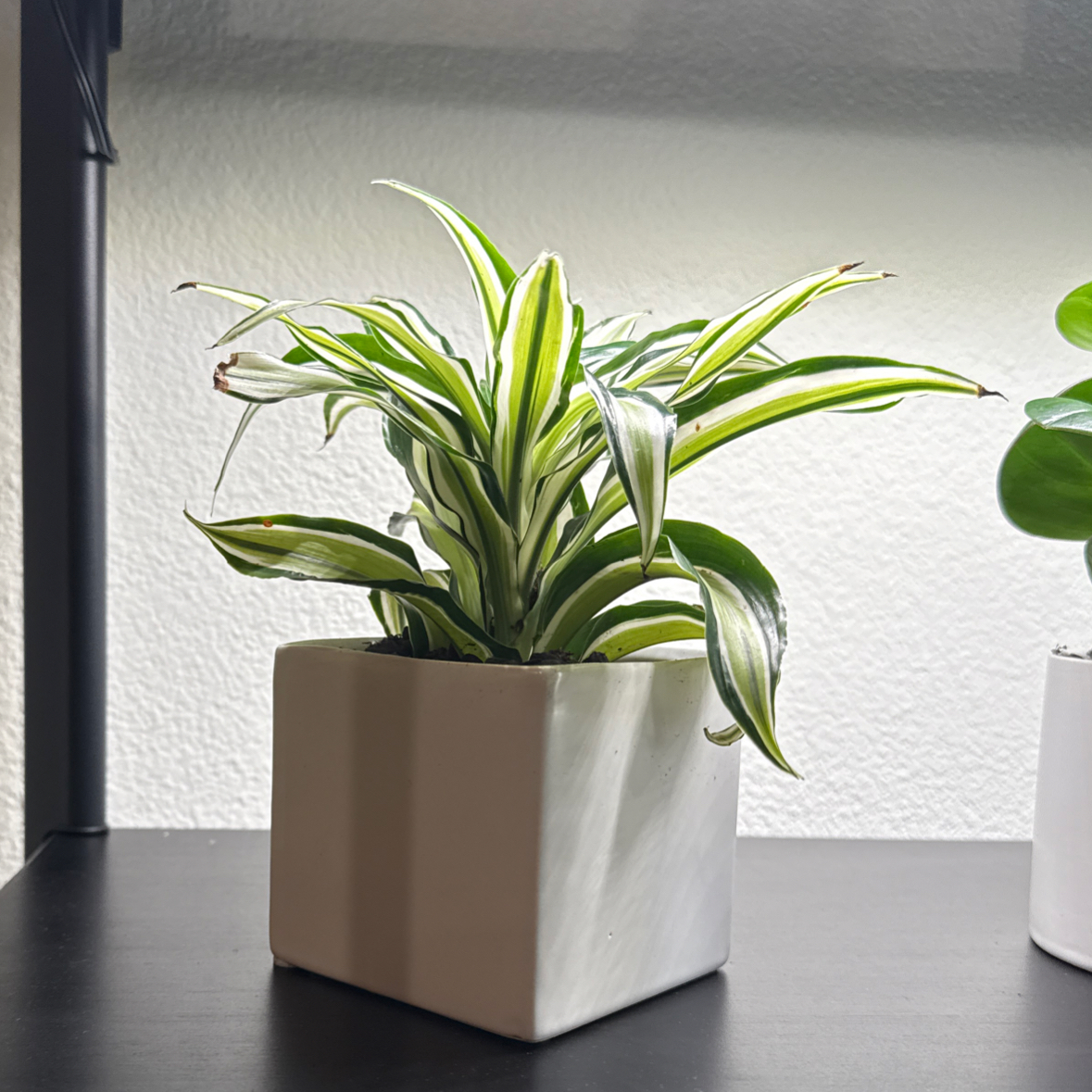 Photo of the plant species Malaika Dragon Tree by @WholeRosilla33 named Delilah on Greg, the plant care app