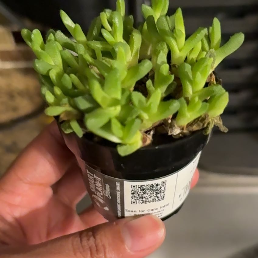 Photo of the plant species Assorted Stomatium by @CasualAglaonema named Harmony on Greg, the plant care app