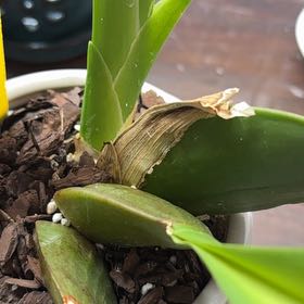 Photo of the plant species Unforgetable Oncidium by @OrchidFanLoCo named Figyonce on Greg, the plant care app