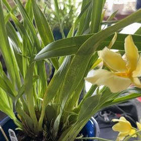 Photo of the plant species Miltoniopsis roezlii by @OrchidFanLoCo named Walt on Greg, the plant care app