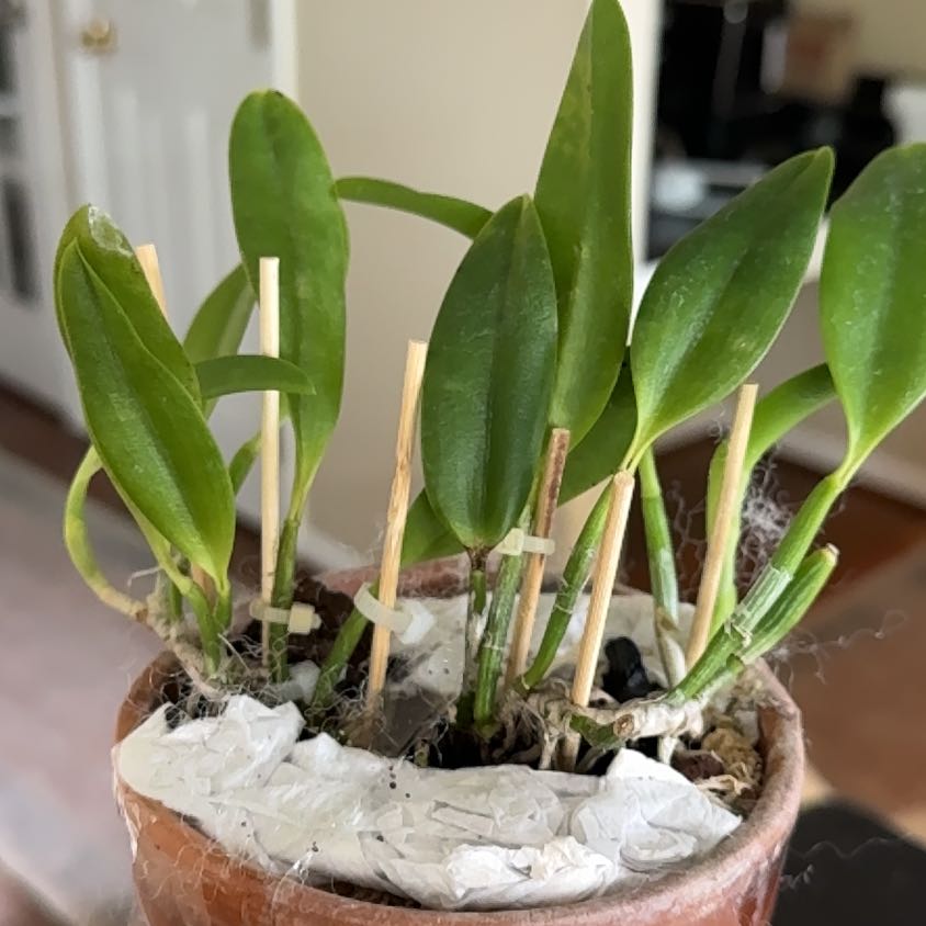 Photo of the plant species Laelia praestans by @OrchidFanLoCo named Lebron on Greg, the plant care app