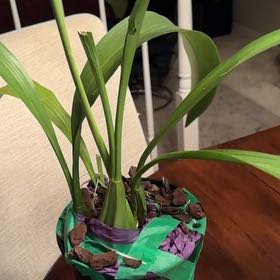 Photo of the plant species Hilo Firecracker Lucky Strike Orchid by @OrchidFanLoCo named Achilles on Greg, the plant care app