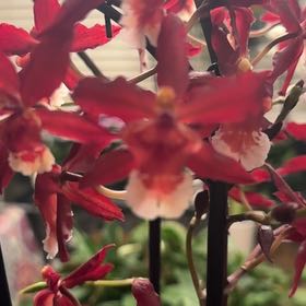 Photo of the plant species Sharry Baby Orchid by @OrchidFanLoCo named Sharry on Greg, the plant care app