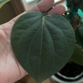 Photo of the plant species Black Pepper Vine by @SharpOnionweed named Queen on Greg, the plant care app