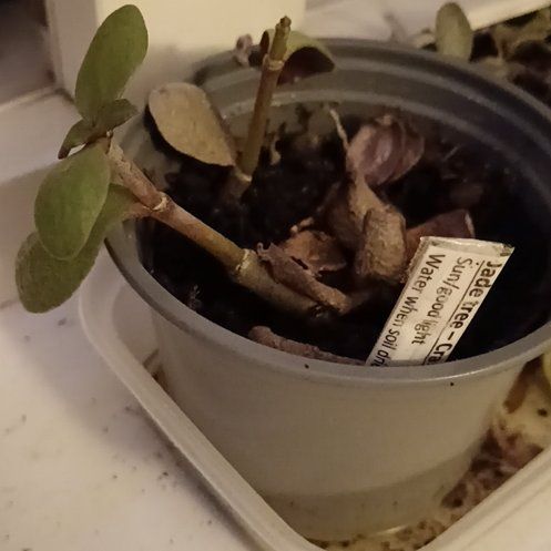 Photo of the plant species Jade Tree by @SuperbCapealoe named Harmony on Greg, the plant care app