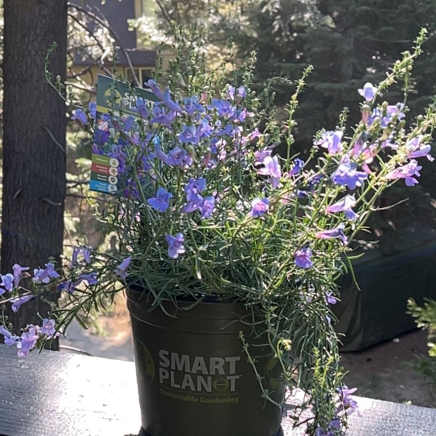 Photo of the plant species Penstemon by @GracedSedum95 named Zion on Greg, the plant care app