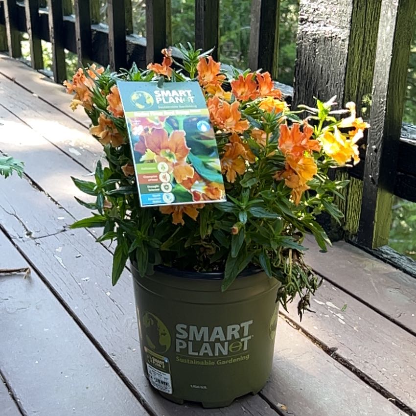 Photo of the plant species Monkey Flower by @GracedSedum95 named Sir Plancelot on Greg, the plant care app