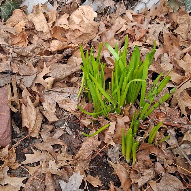 Photo of the plant species Wild Ramp by @FreeBlusher3 named Xena on Greg, the plant care app