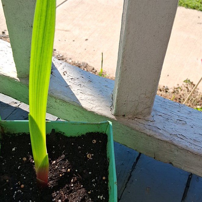 Photo of the plant species Sweet Flag by @FreeBlusher3 named Bodhi on Greg, the plant care app