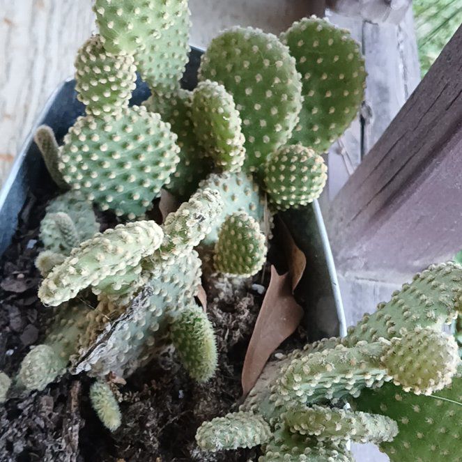 Photo of the plant species Bunny Ears Cactus 'Honey Mike' by @GoldHornwort75 named Honey on Greg, the plant care app