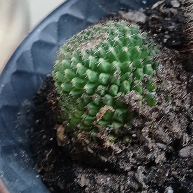 Photo of the plant species Mammillaria perbella by @GoldHornwort75 named Spindle on Greg, the plant care app