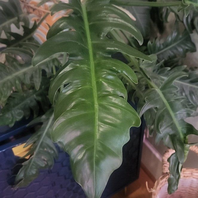 Photo of the plant species Philodendron Tiger Tooth by @kiki623 named Mando on Greg, the plant care app