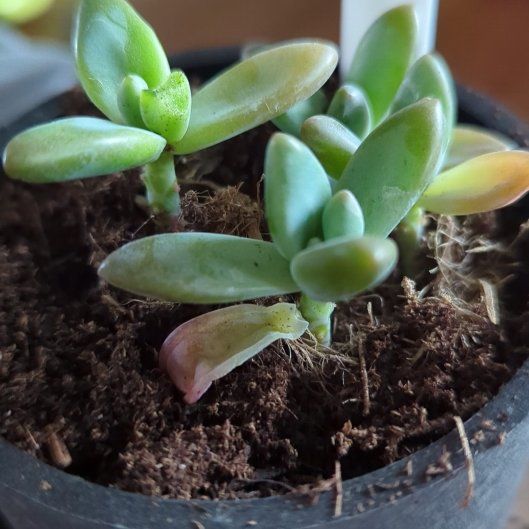 Photo of the plant species Graptoveria 'Blue Pearl' by @OptimistRuby55 named Orlando Bloom on Greg, the plant care app