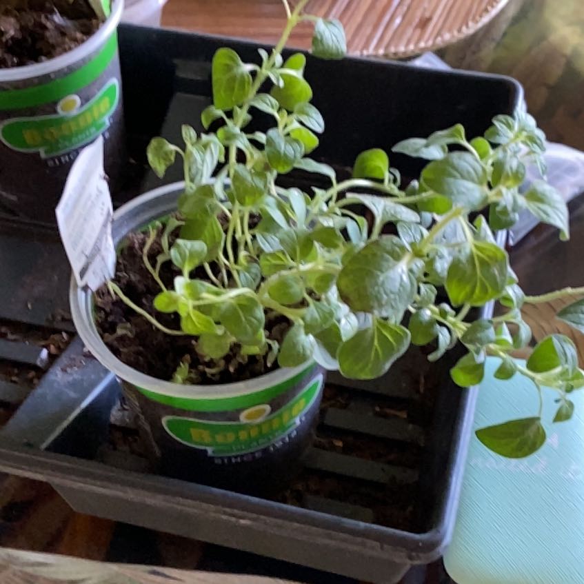 Photo of the plant species Greek Oregano by @PureOrangetree named Gregarious on Greg, the plant care app