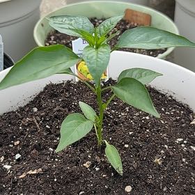 Photo of the plant species Italian Pepperoncini by @DisciplePepino named Navajo on Greg, the plant care app