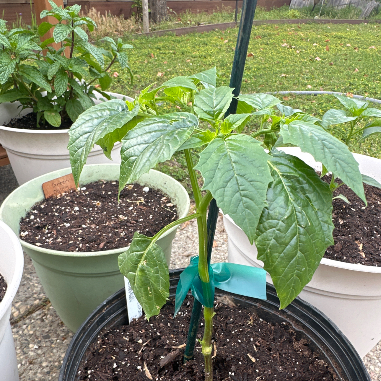 Photo of the plant species Purple Tomatillo by @DisciplePepino named Lavender on Greg, the plant care app