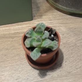 Photo of the plant species Assorted Titanopsis by @MeekGardencress named Ulysses S Plant on Greg, the plant care app