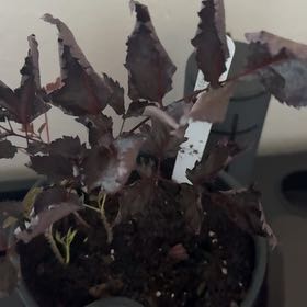 Photo of the plant species Astilbe 'Chocolate Shogun' by @GlossyMakole69 named Dolores on Greg, the plant care app