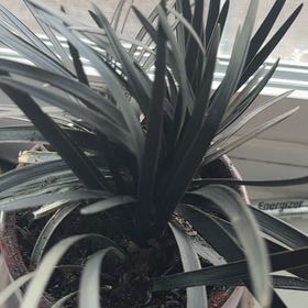 Photo of the plant species Black Mondo Grass by @GlossyMakole69 named Baesil on Greg, the plant care app