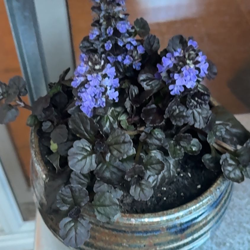 Photo of the plant species Black-Leaved Bugle by @GlossyMakole69 named Marley on Greg, the plant care app