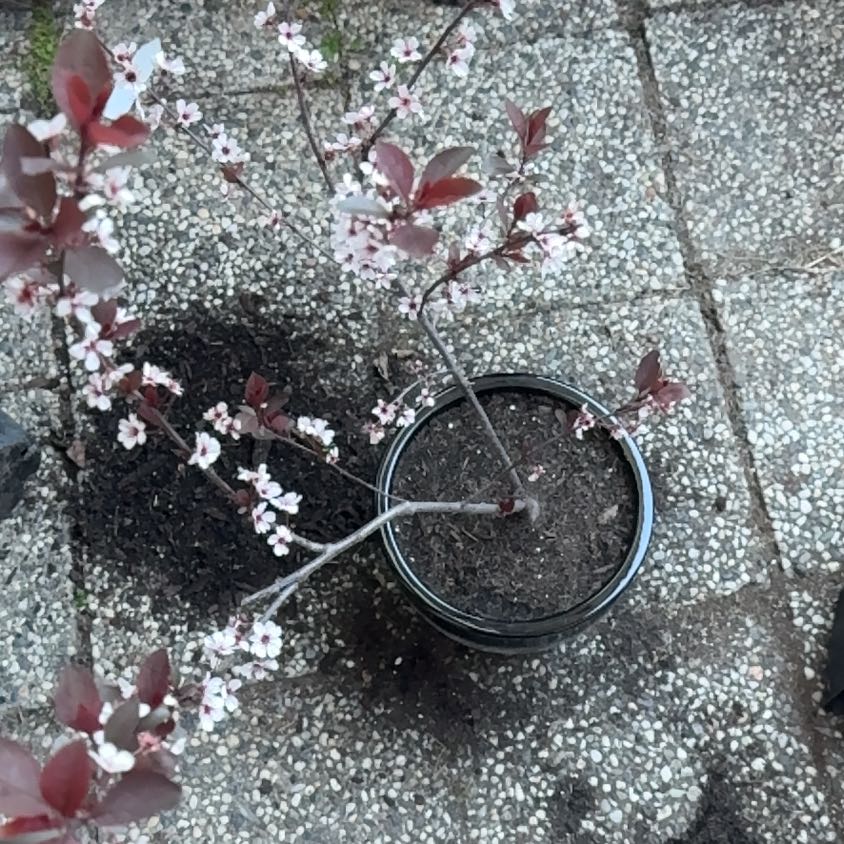 Photo of the plant species Purple Leaf Sand Cherry by @GlossyMakole69 named Hemingway on Greg, the plant care app