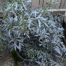 Photo of the plant species Black Lace Elderberry by @GlossyMakole69 named Mollie on Greg, the plant care app