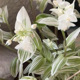 Photo of the plant species Pistachio White by @DapperZebrina named Delilah on Greg, the plant care app