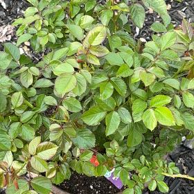 Photo of the plant species Ketchup and mustard rose by @DapperZebrina named Fernie Saunders on Greg, the plant care app