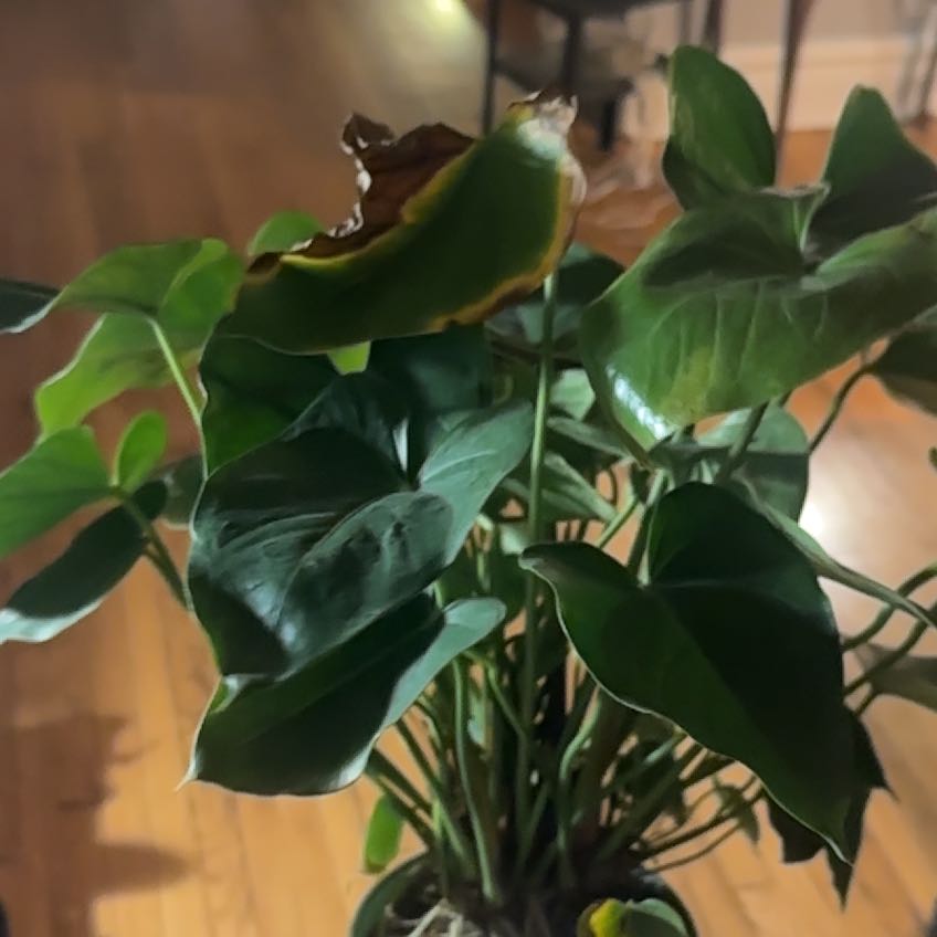 Photo of the plant species Anthurium White Heart by @WillBuroak95 named Peter Parker on Greg, the plant care app