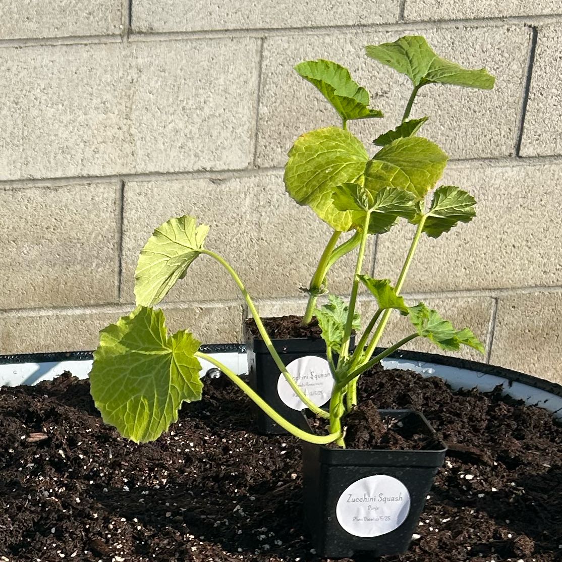 Photo of the plant species Diva Cucumber by @TopNinebark53 named Lebron on Greg, the plant care app