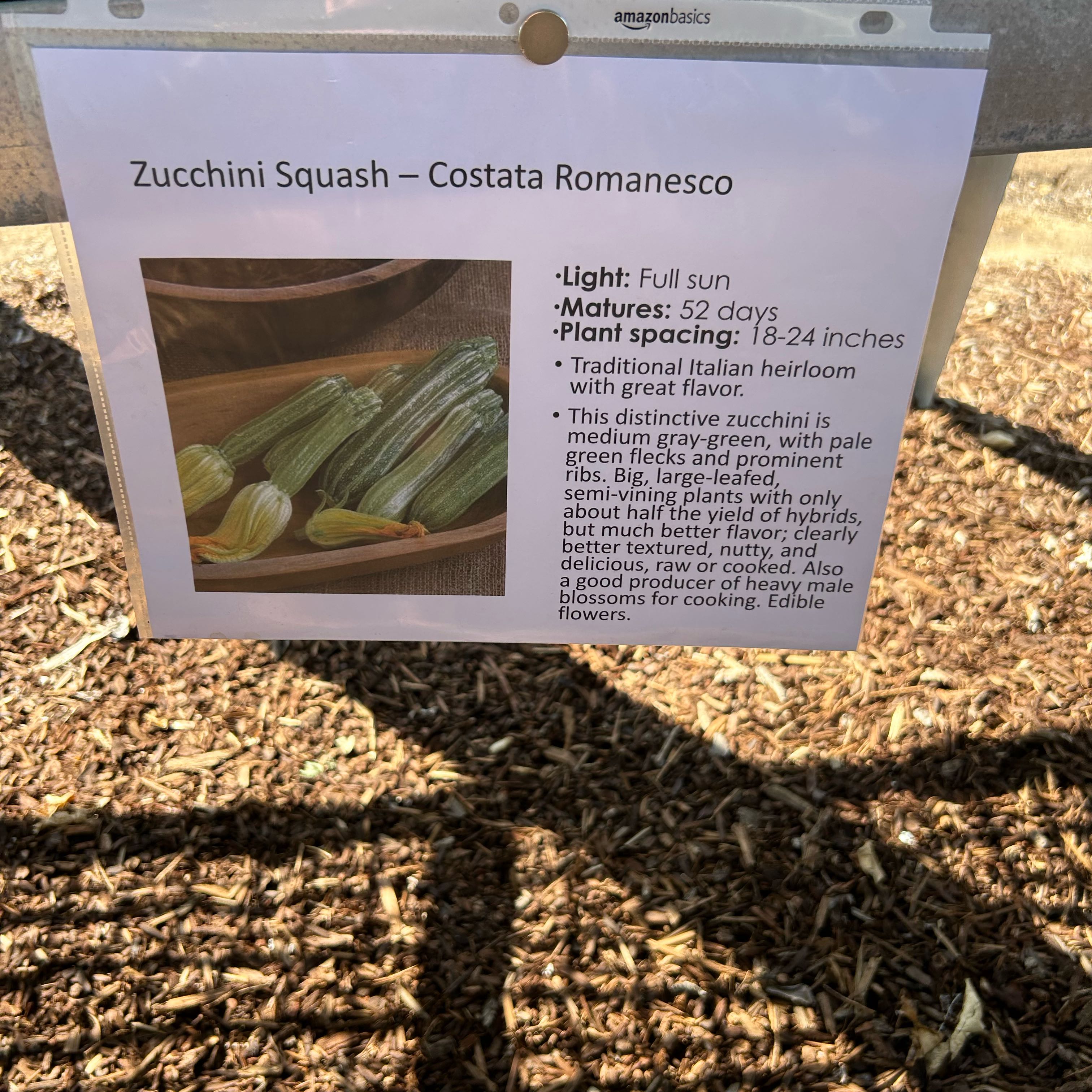 Photo of the plant species Romanesco Zucchini by @TopNinebark53 named Oscar on Greg, the plant care app