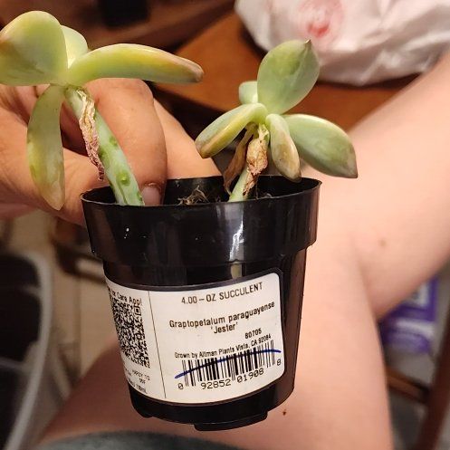 Photo of the plant species Graptopetalum Jester by @GemFalsealoe76 named Dolores on Greg, the plant care app