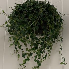 Photo of the plant species Formosan Creeping Fig by @SinewyBlue44 named Winston on Greg, the plant care app