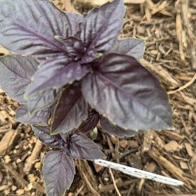 Photo of the plant species Red Rubin Basil by @FarmerAle named Ori on Greg, the plant care app